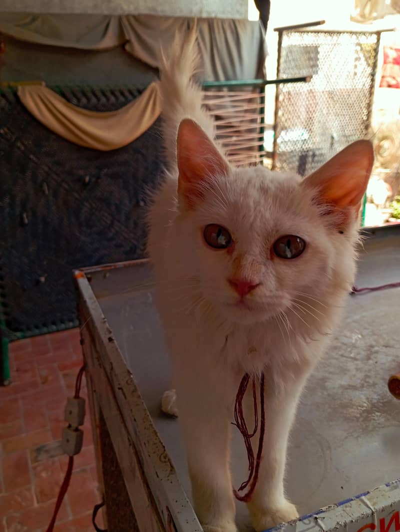 Persian cat 4