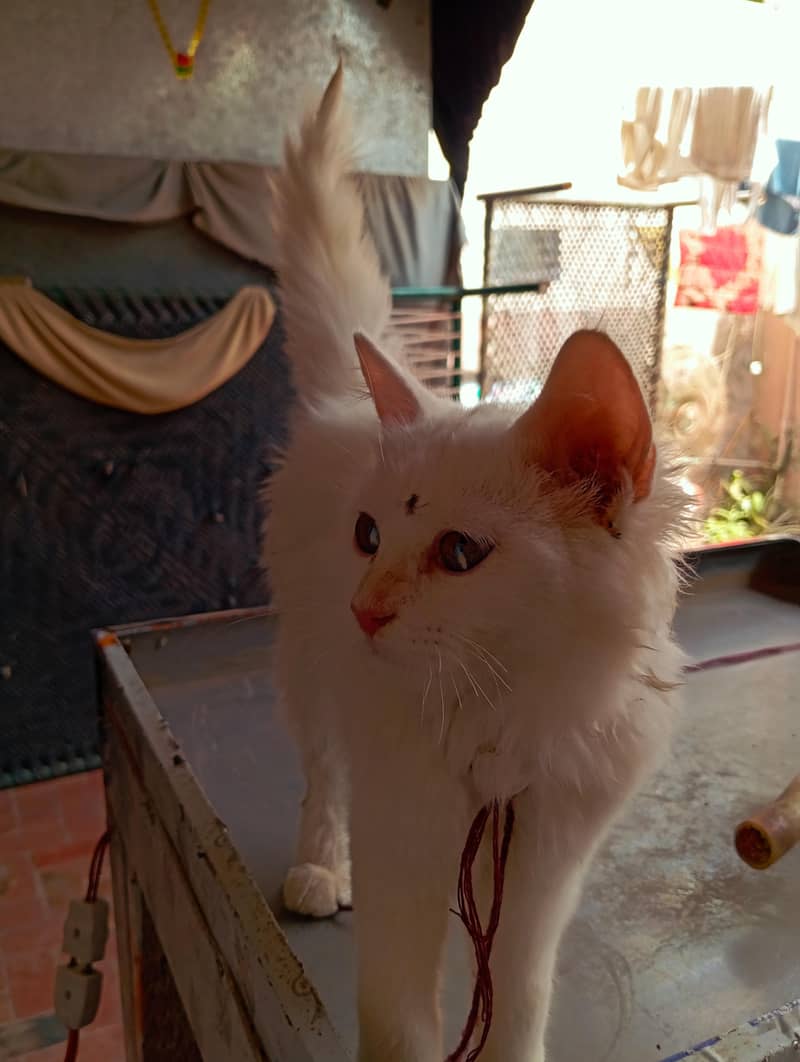 Persian cat 5