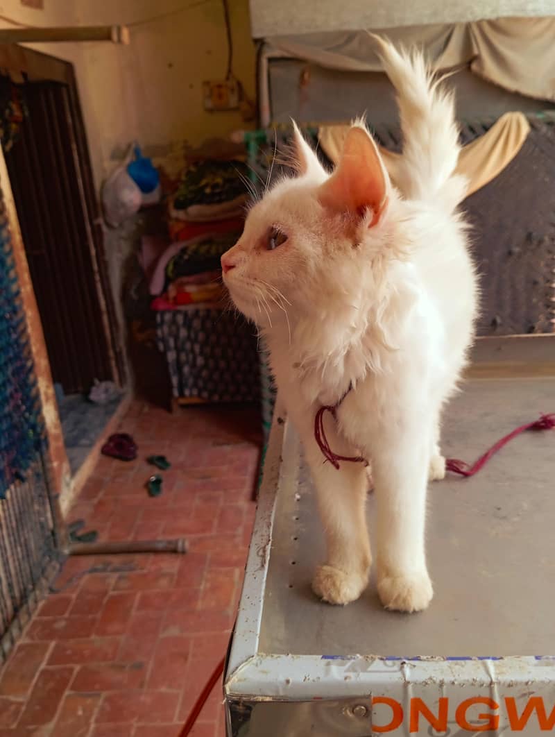Persian cat 6
