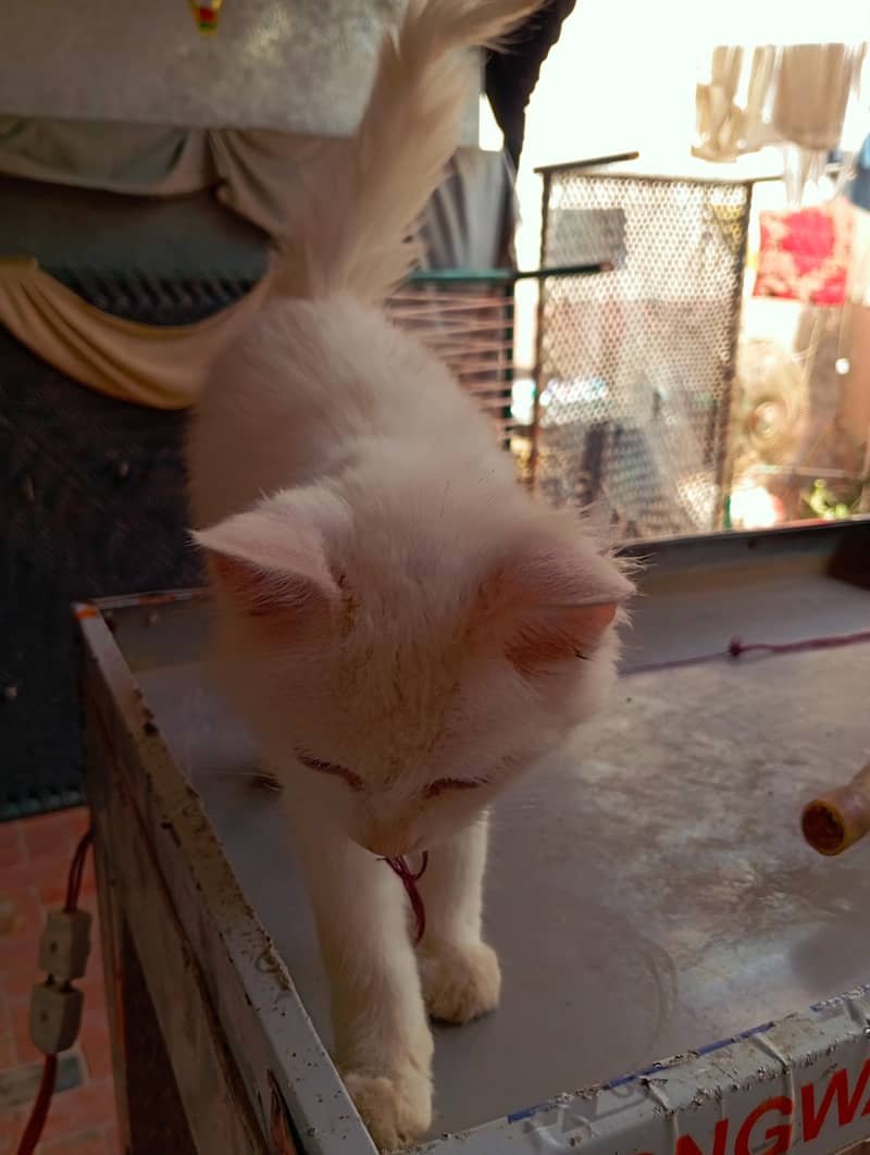 Persian cat 7