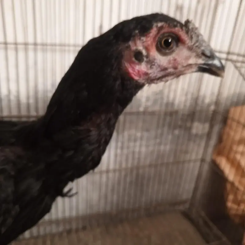 pure thai hen — photo 2
