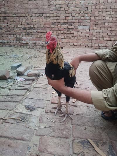 Aseel sindhi I Aseel java