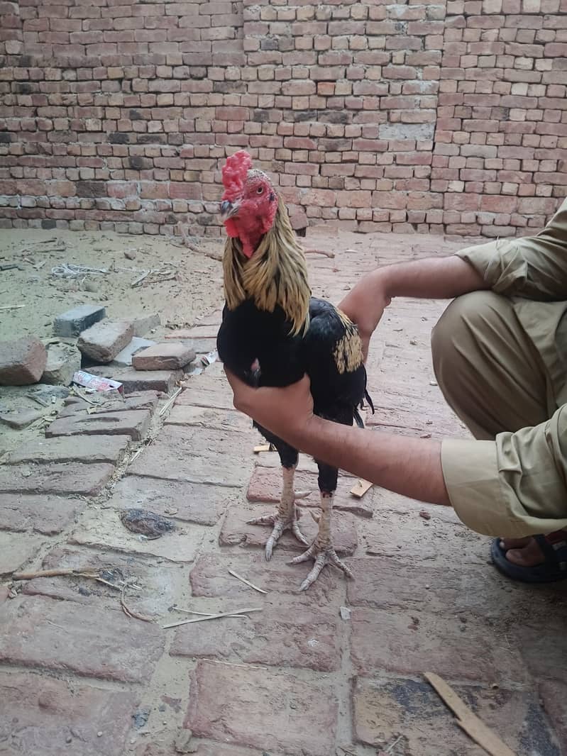 Aseel sindhi I Aseel java 0