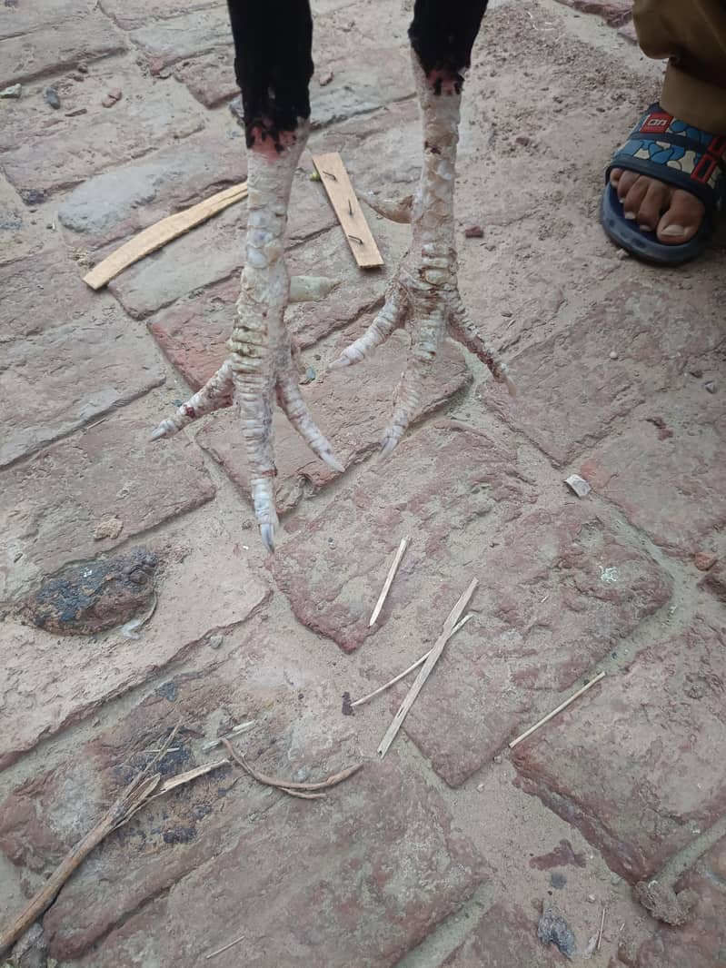 Aseel sindhi I Aseel java 2
