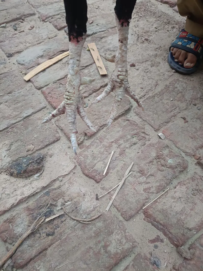 Aseel sindhi I Aseel java — photo 3