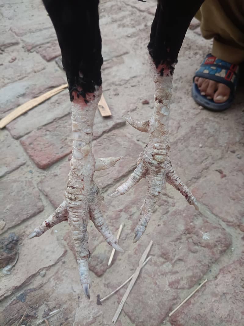 Aseel sindhi I Aseel java 3