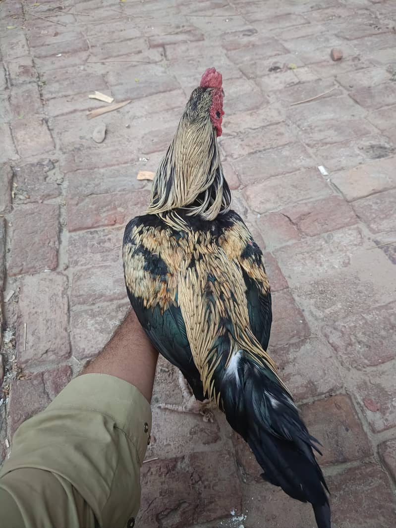 Aseel sindhi I Aseel java 7