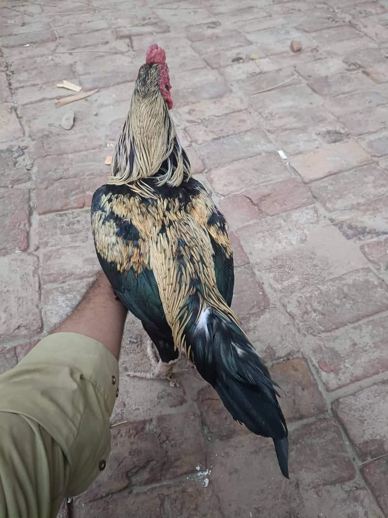 Aseel sindhi I Aseel java 8