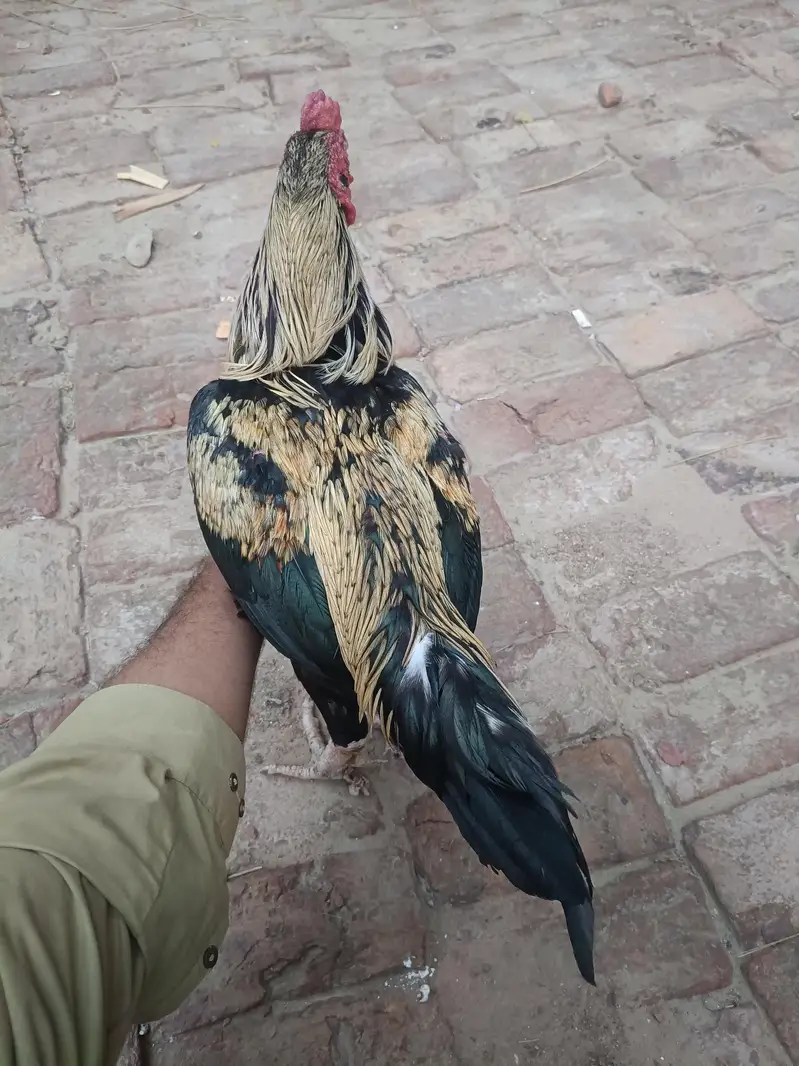 Aseel sindhi I Aseel java — photo 9