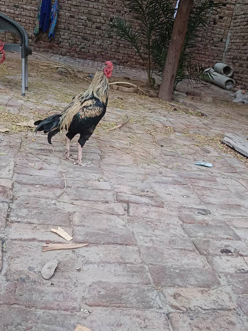 Aseel sindhi I Aseel java 9