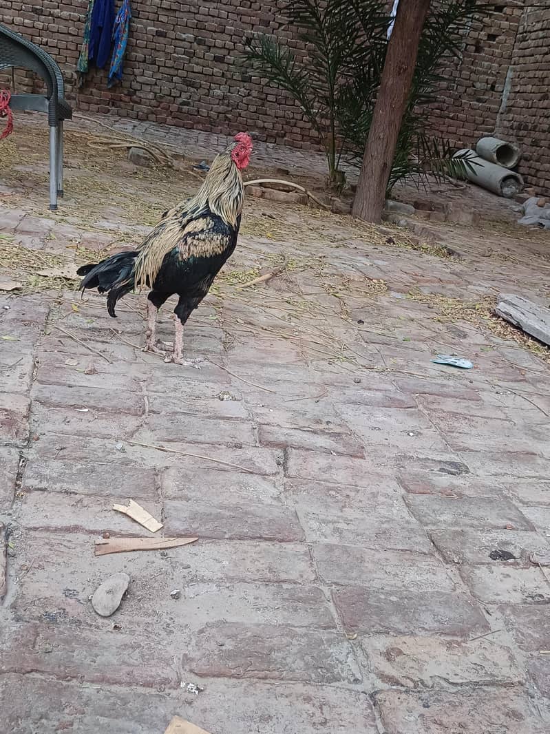Aseel sindhi I Aseel java 10