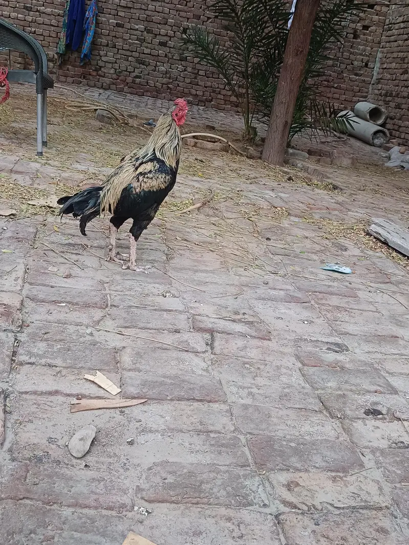 Aseel sindhi I Aseel java — photo 11