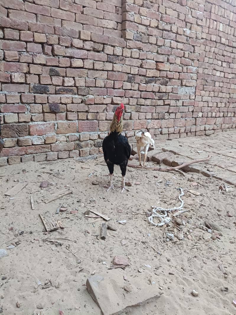 Aseel sindhi I Aseel java 16