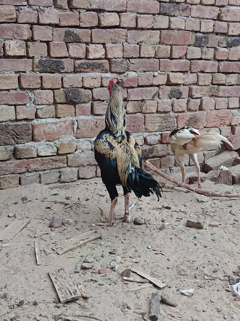 Aseel sindhi I Aseel java 17