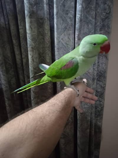 Kashmir Raw Parrot  handtam