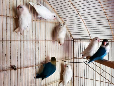 7 love birds for sale