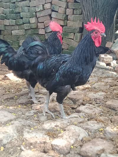 australorp full active and adult