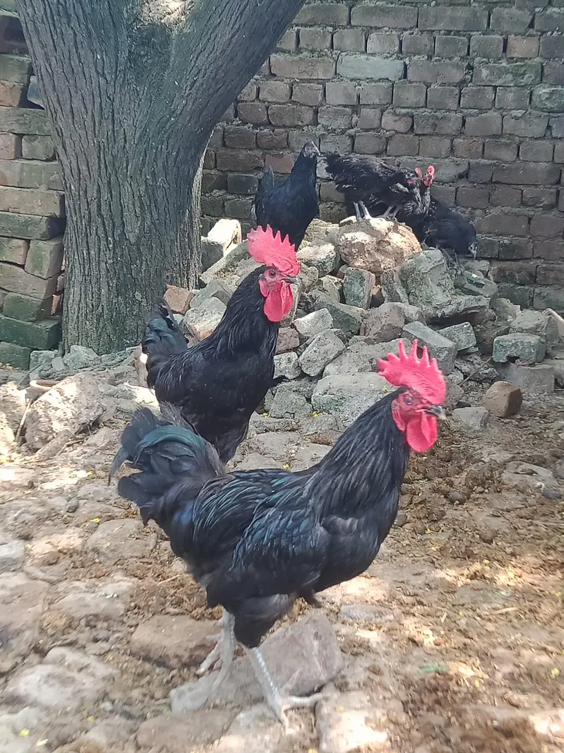 australorp full active and adult — photo 2