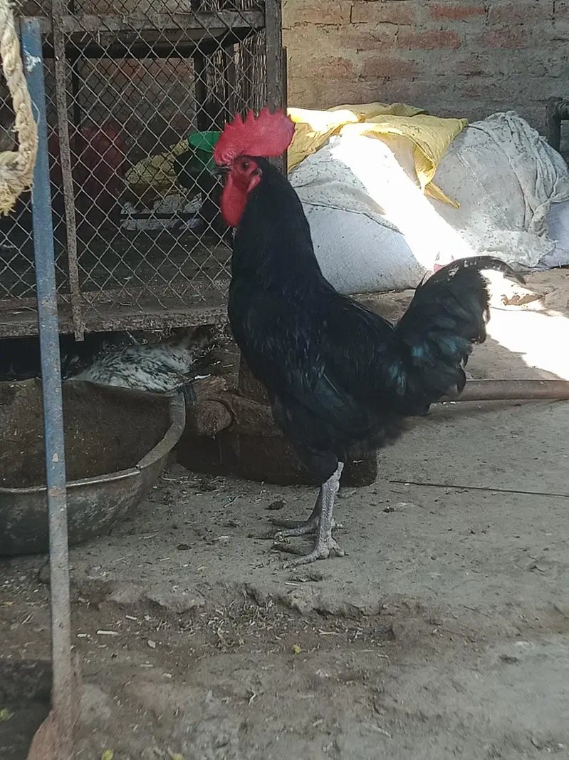 australorp full active and adult — photo 3