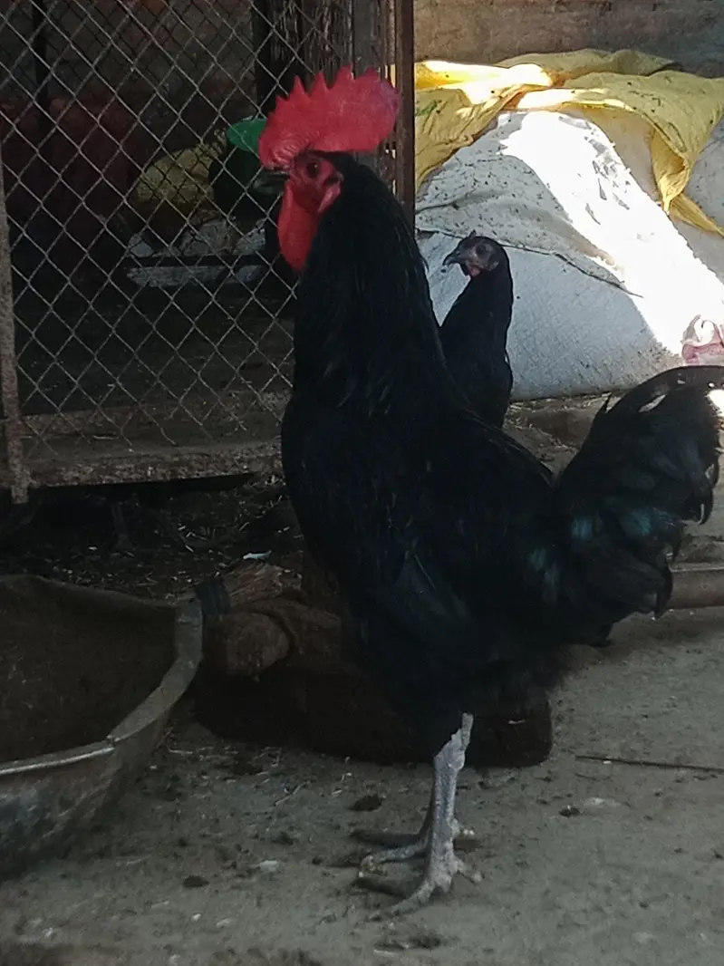 australorp full active and adult — photo 4