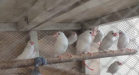 White Java Pairs