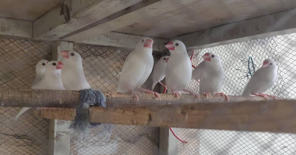 White Java Pairs 1