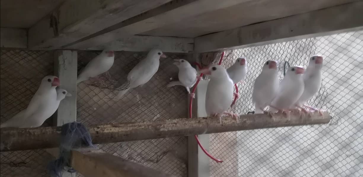 White Java Pairs 2