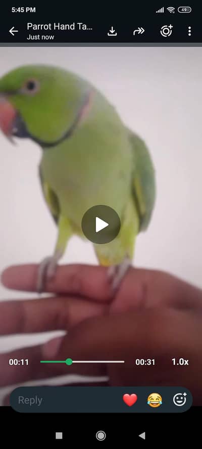 hand tame pair talking clear words 03701124986