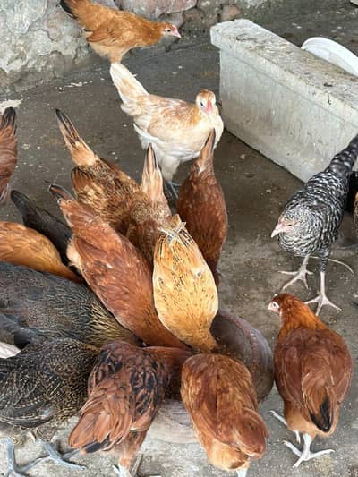 گولڈن مصری پٹیاں فار سیل