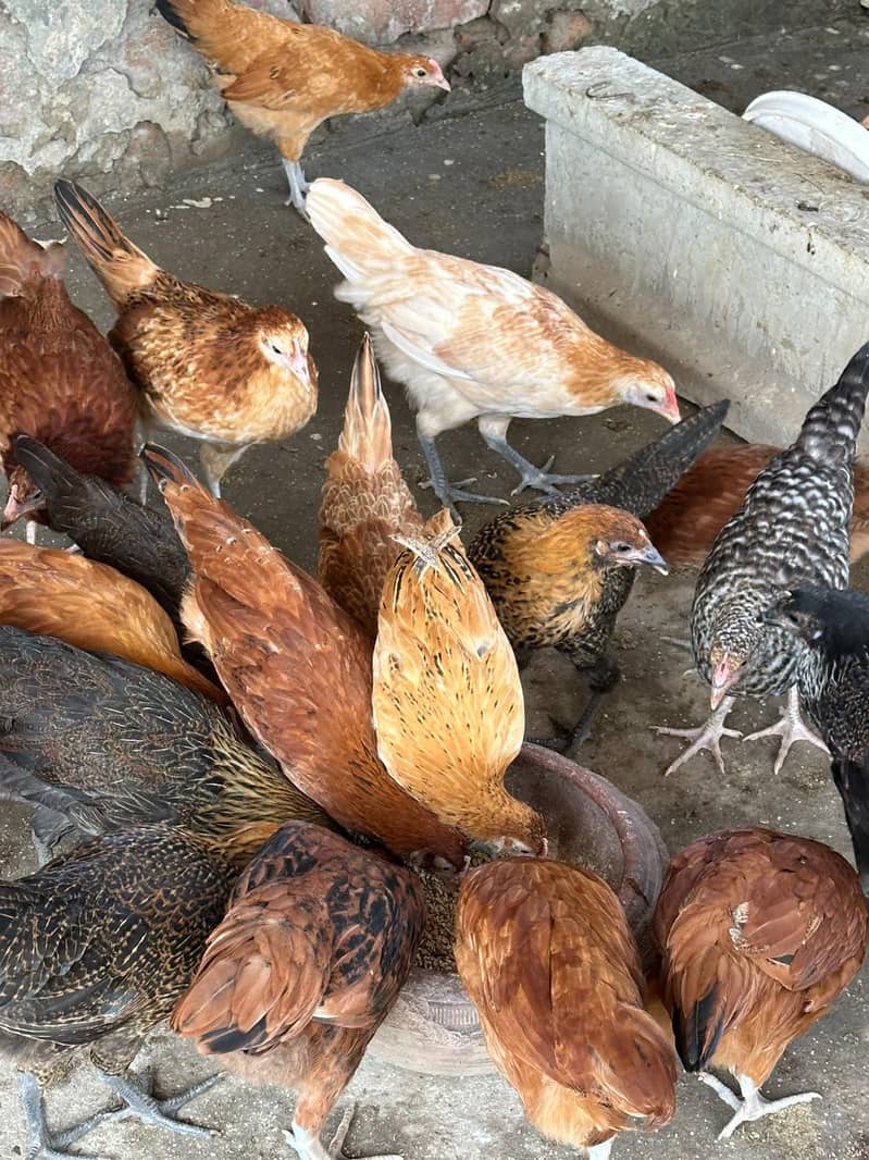گولڈن مصری پٹیاں فار سیل 1