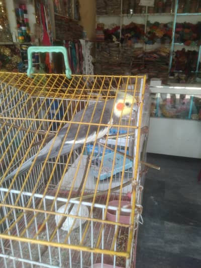 cockatiel pair