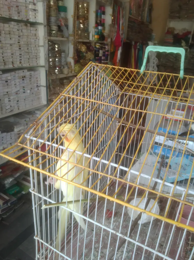 cockatiel pair — photo 2