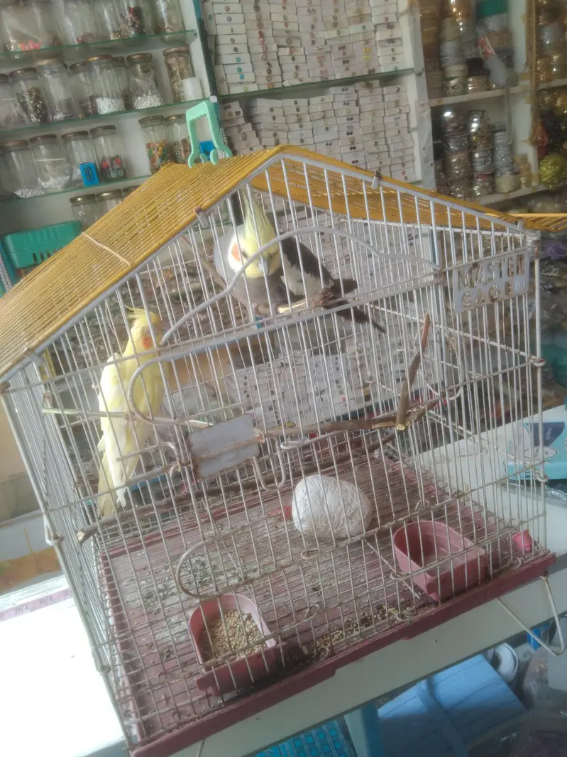 cockatiel pair — photo 3