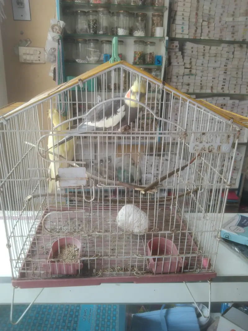 cockatiel pair — photo 4