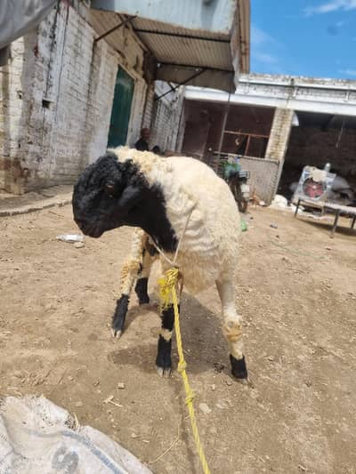 sheep for sale