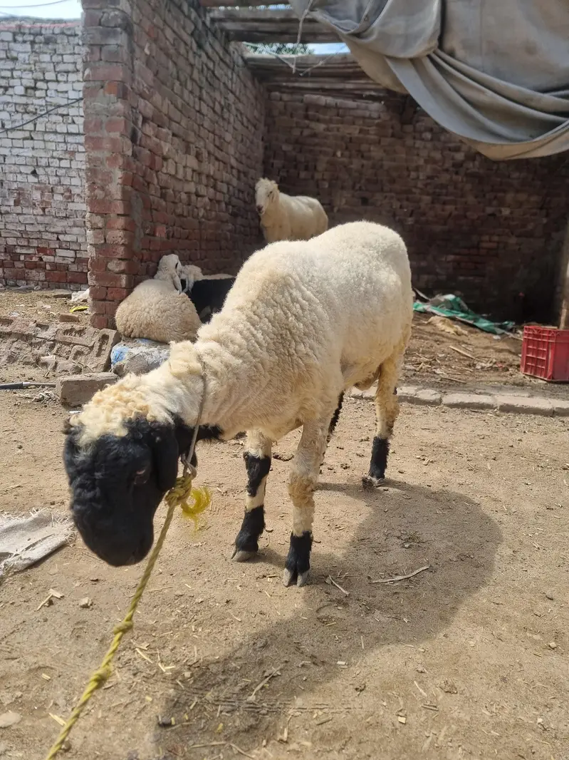 sheep for sale — photo 2