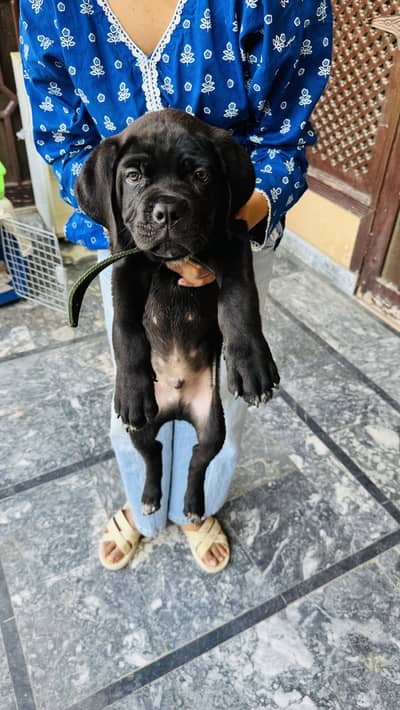 Cane Corso