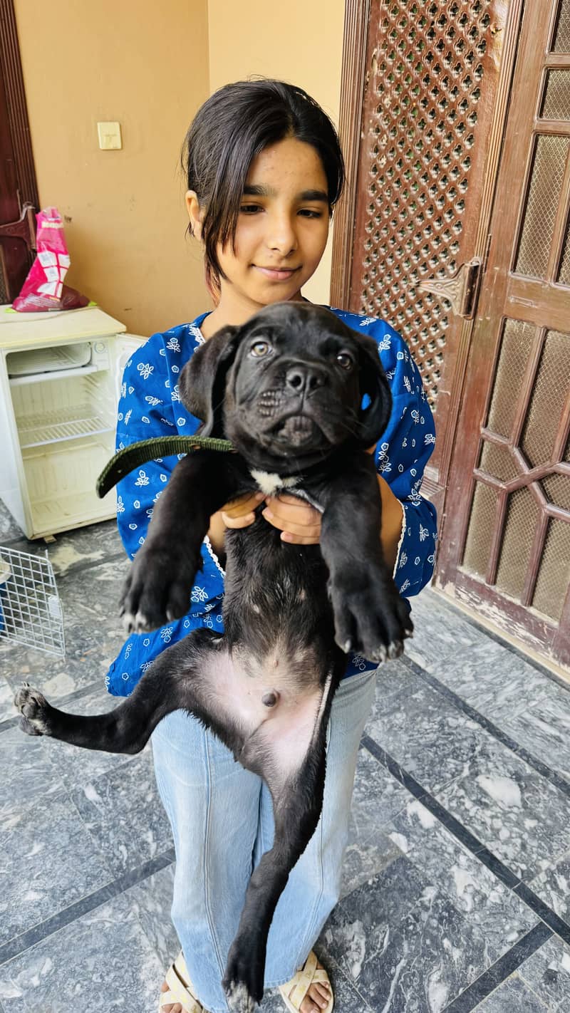 Cane Corso 1