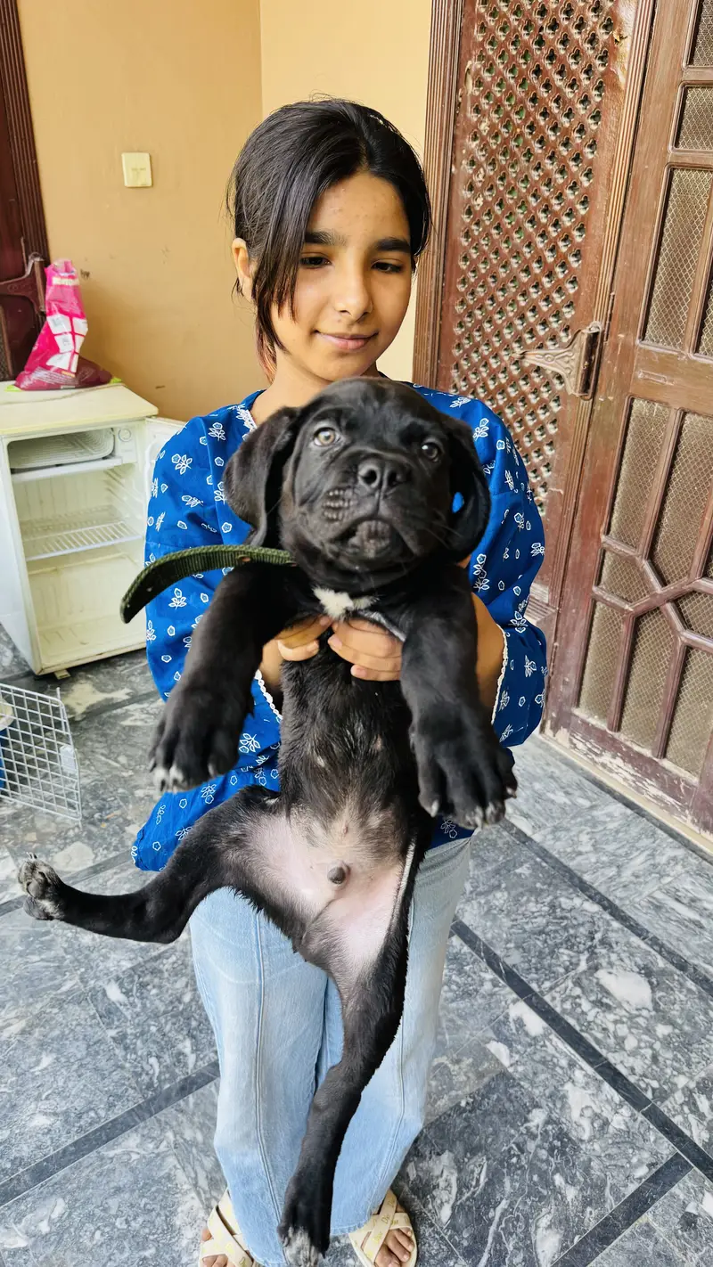 Cane Corso — photo 2