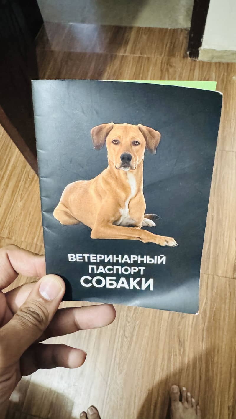 Cane Corso 3