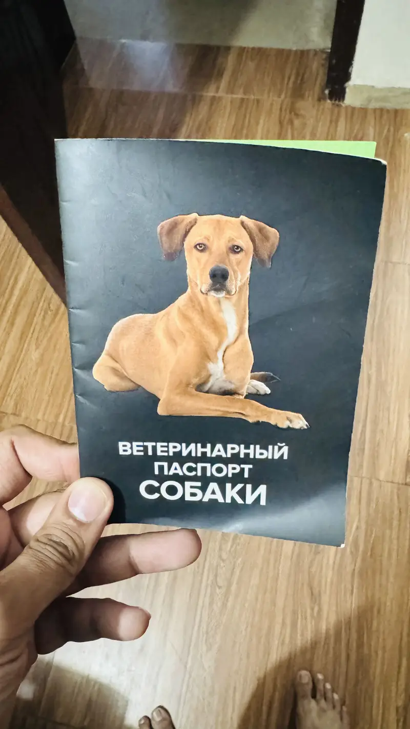 Cane Corso — photo 4