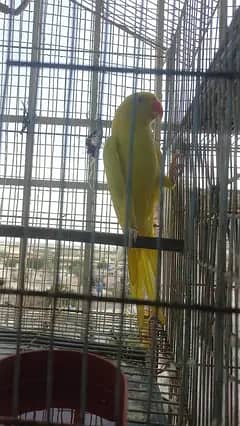 Blue or yellow talking