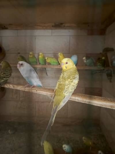 Budgies For Sale