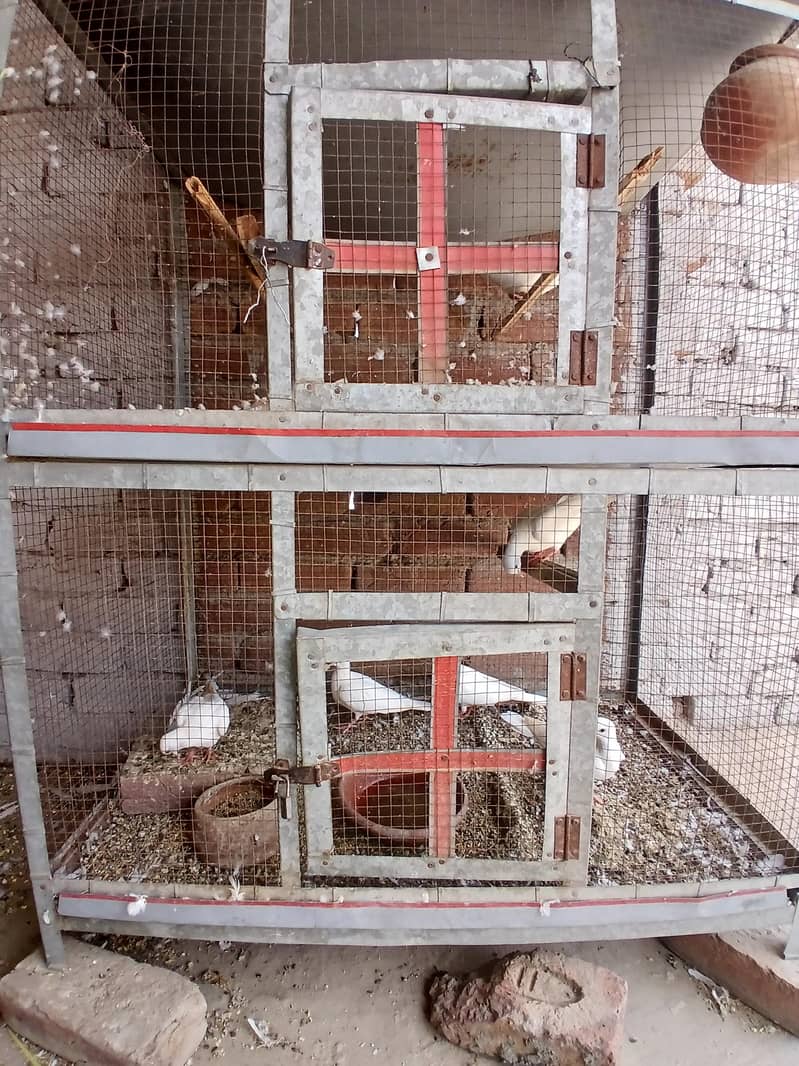breeder pair 1