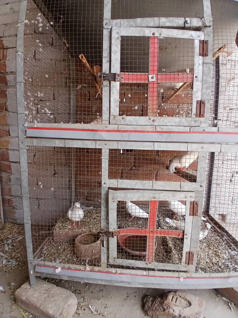 breeder pair 2