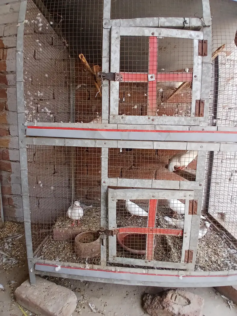 breeder pair — photo 3