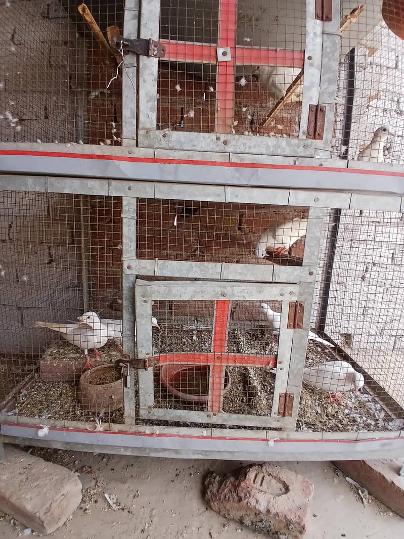 breeder pair 3