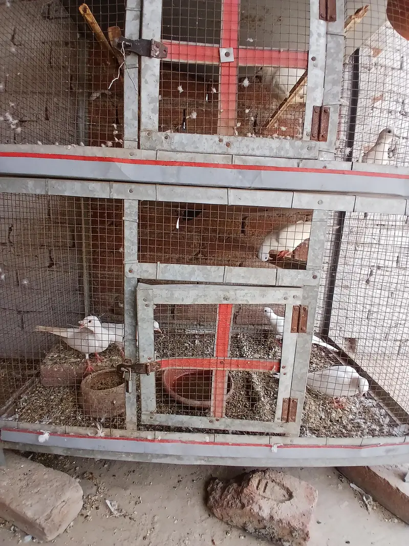 breeder pair — photo 4