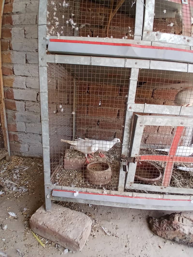 breeder pair 4