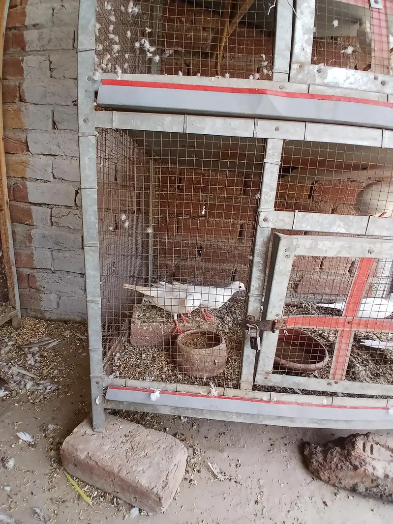 breeder pair — photo 5